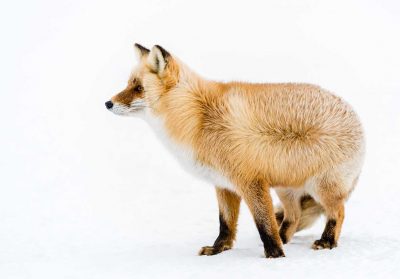 Ezo red fox (Vulpes vulpes schrencki) | Ezo rödräv: Notsuke Peninsula, Shibetsu, Nemuro, Hokkaido, Japan [2018]Lat: 43.590463N, Long: 145.334702E Copyright © All rights reserved. Kristian Adolfsson / www.adolfsson.photo