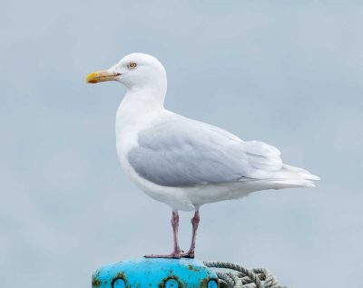 Glaucous Gull (Larus hyperboreus) | Vittrut, Shibetsu harbour, Hokkaido, Japan [2018]<br>Lat: 43.665916N, Long: 145.132699E Copyright © All rights reserved. Kristian Adolfsson / www.adolfsson.photo